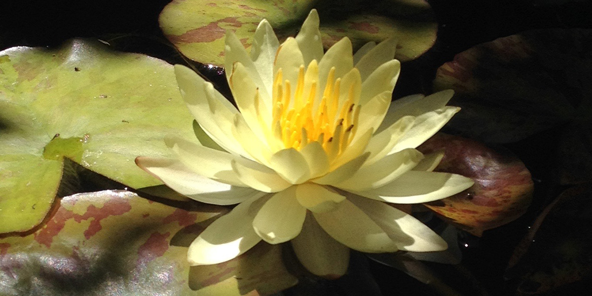 bjl-water-lily-1200x600